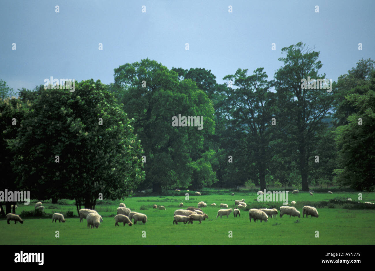 Englische Wiese mit Schafen Rasen und Bäumen im Sommer Shropshire England UK United Kingdom GB Großbritannien britische Inseln Stockfoto