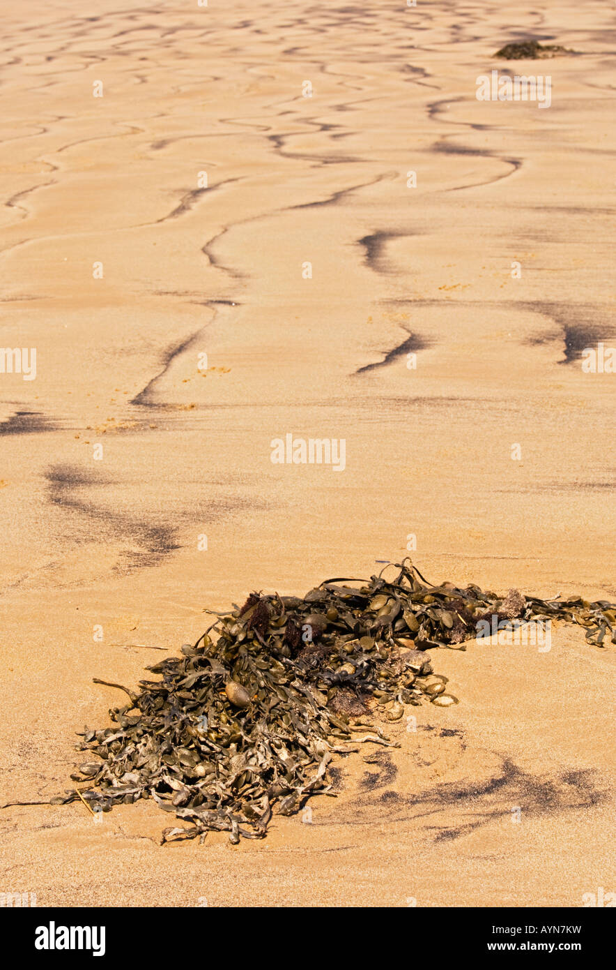 Seegras angespült am Ufer Somerset UK Stockfoto