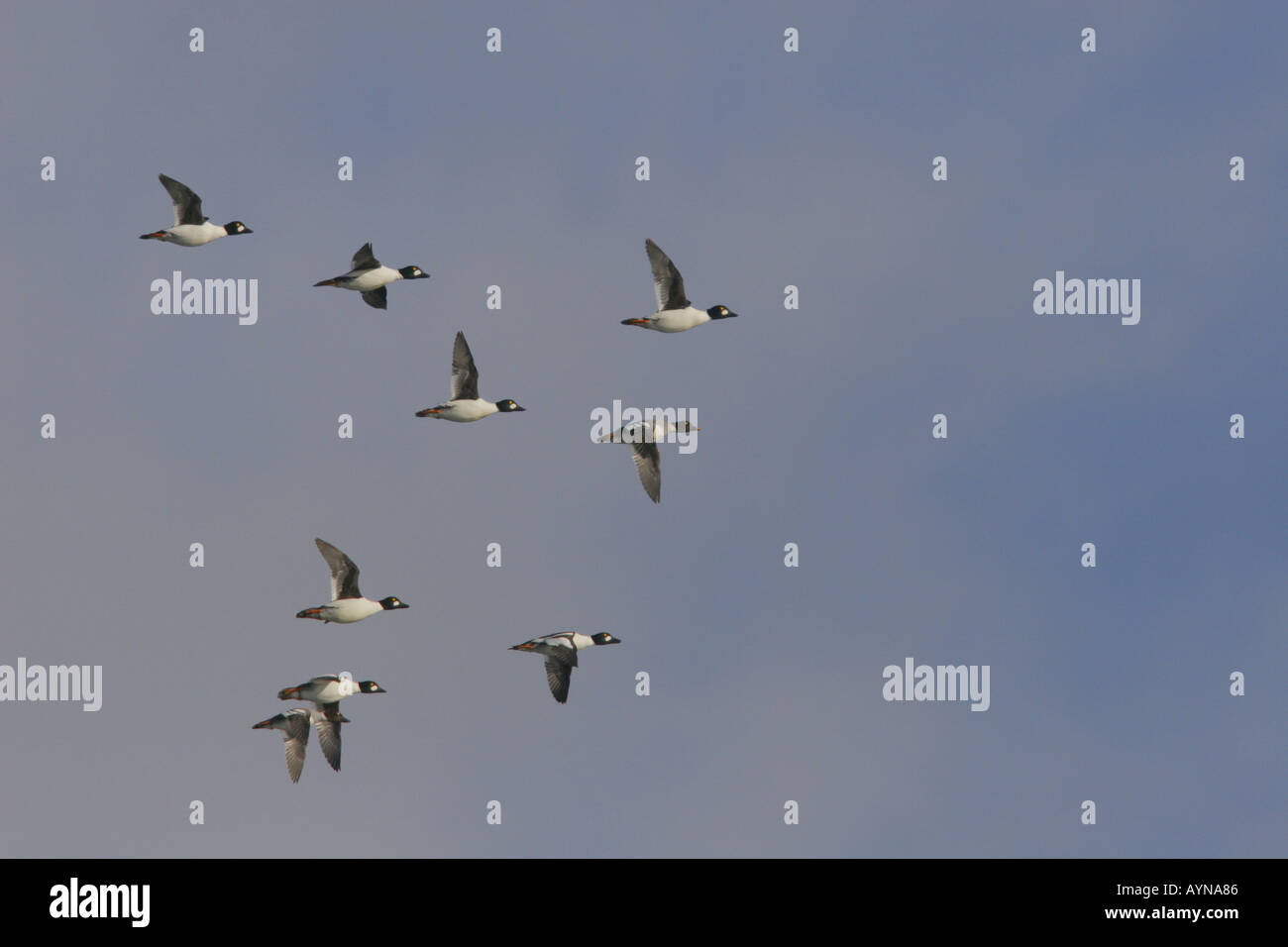 Barrow s Goldeneye im Flug Stockfoto
