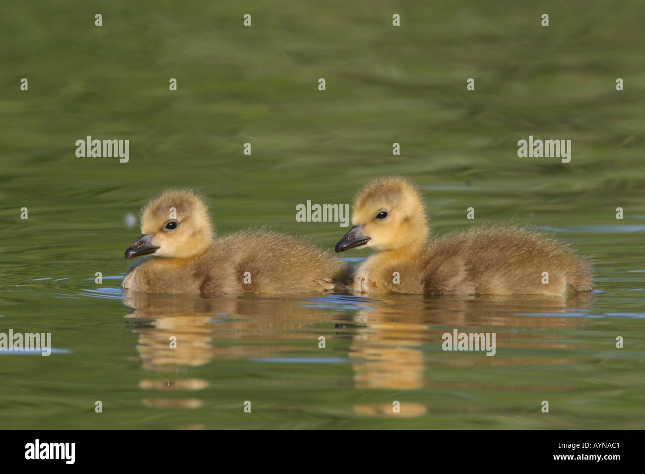 Kanada Gänse Goosling Schwimmen im Teich Branta canadensis Stockfoto