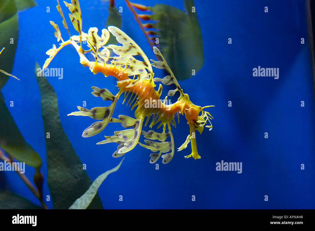 Seepferdchen Meer Pflanze Dusguise Drachenmaske lebenden Kreatur Unterwasser Fisch Tank Aquarium blau grün verstecken Tiere Meer Wasserwelt Stockfoto