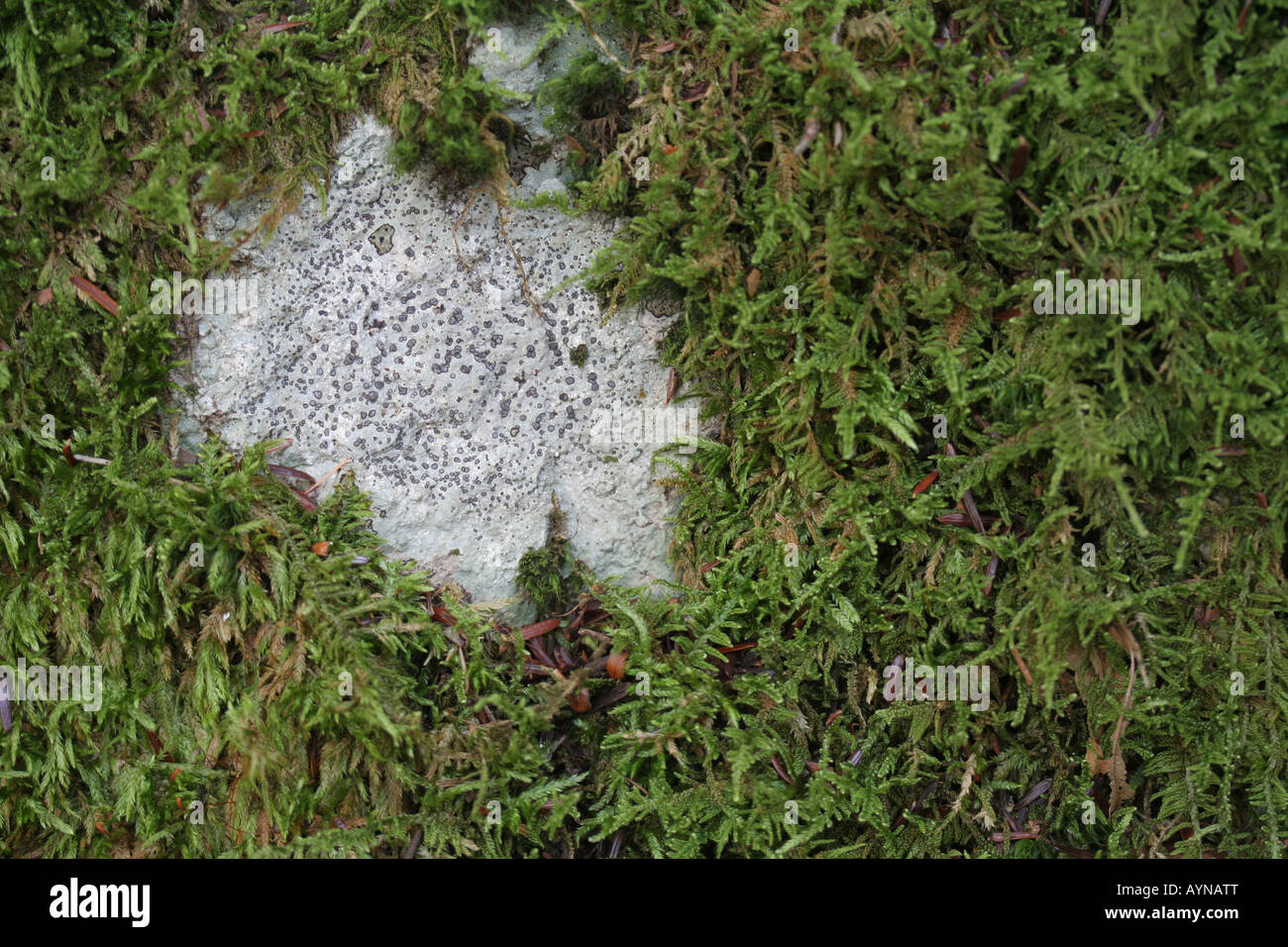 Moos und Flechten (Porpidia Albocaerulescens) kämpfen um Platz auf einem Felsen-Substrat. Stockfoto