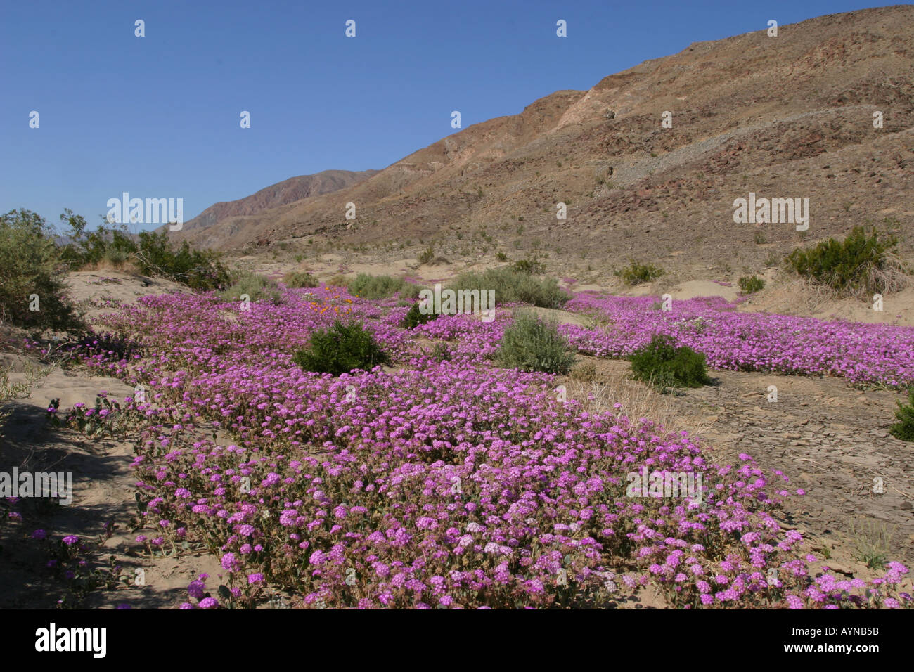 Teppich aus Sand Eisenkraut blüht im Anzo Borrego State Park Stockfoto