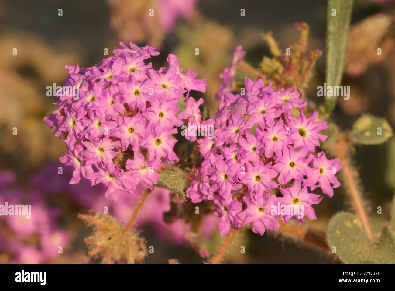 Sand-Verbena in voller Blüte Stockfoto