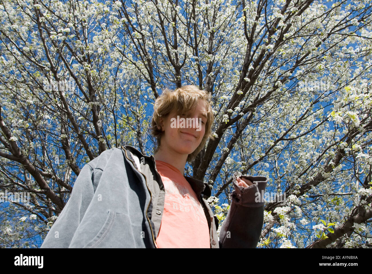 männliche Teenager unter Blüten auf Baum Stockfoto