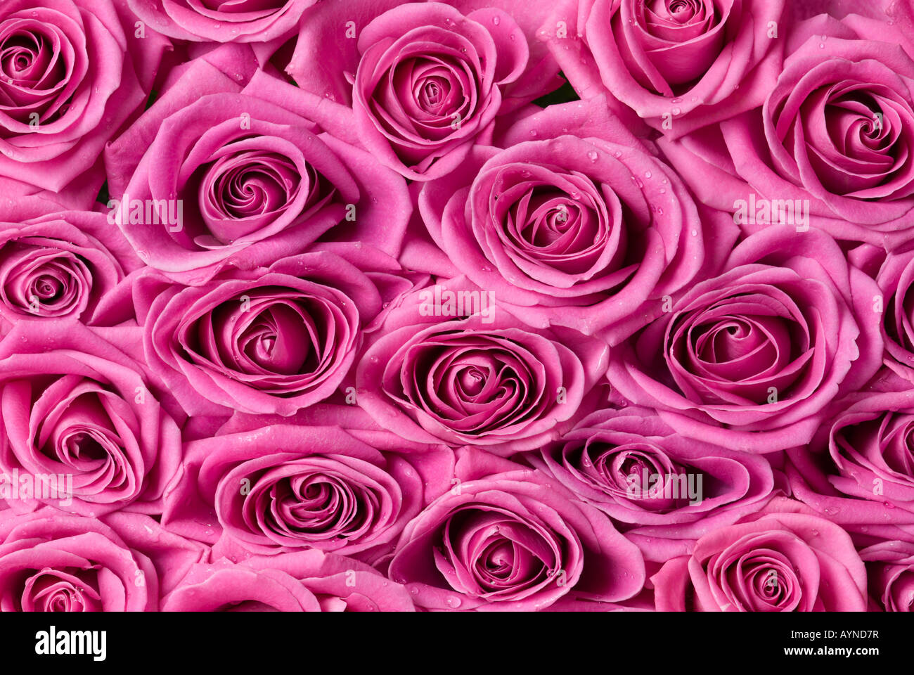 Schöne rosa Rosen. Stockfoto