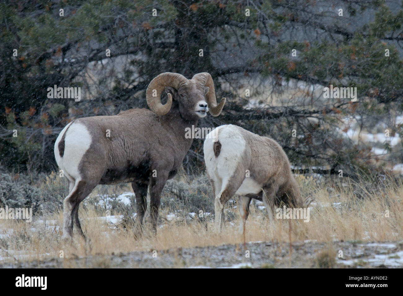 Bighorn Schafe Stockfoto