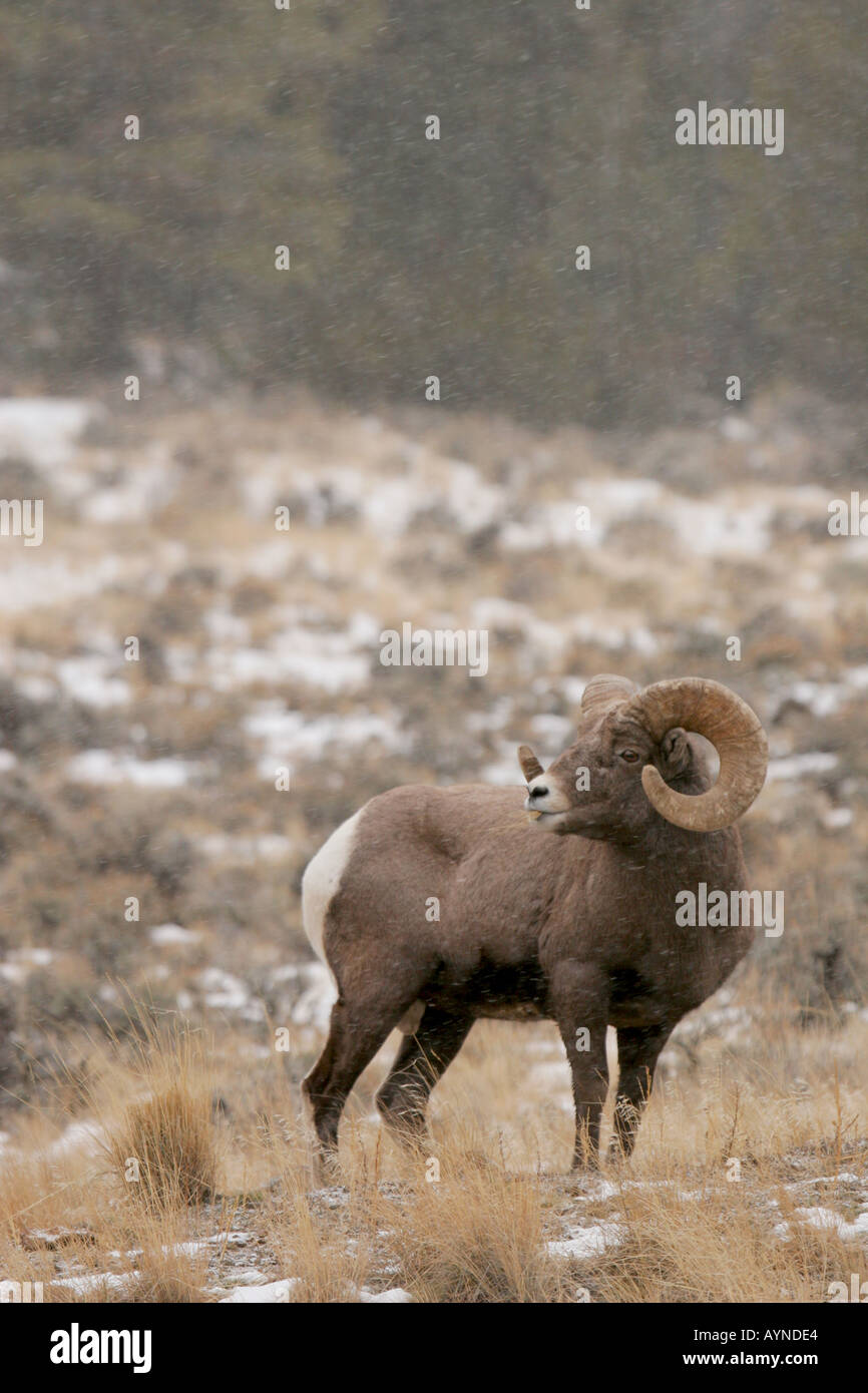Bighorn Ram Stockfoto