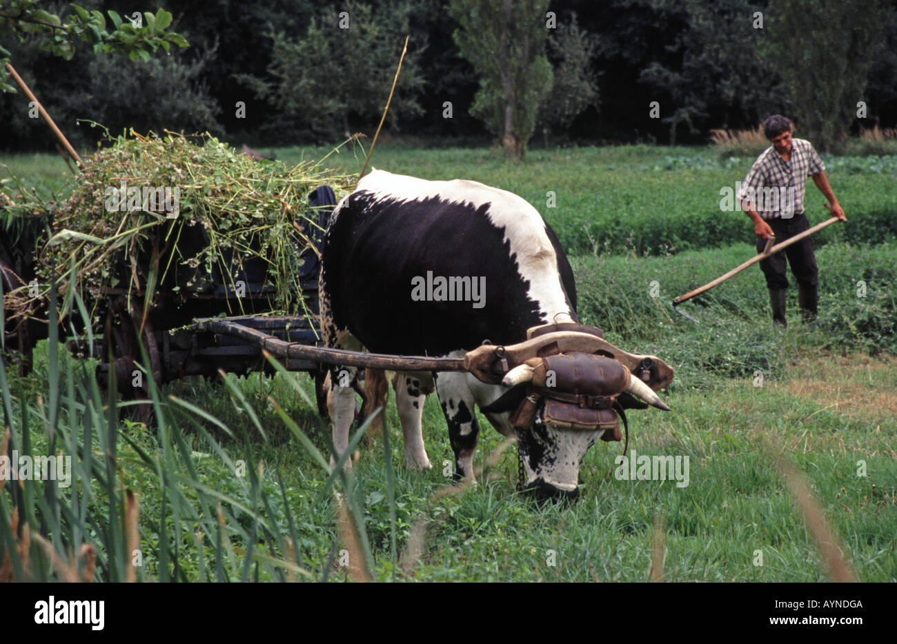 Frankreich. Traditionelle Landwirtschaft an der Ecomusee d ' Alsace in der Nähe von Mulhouse. Stockfoto