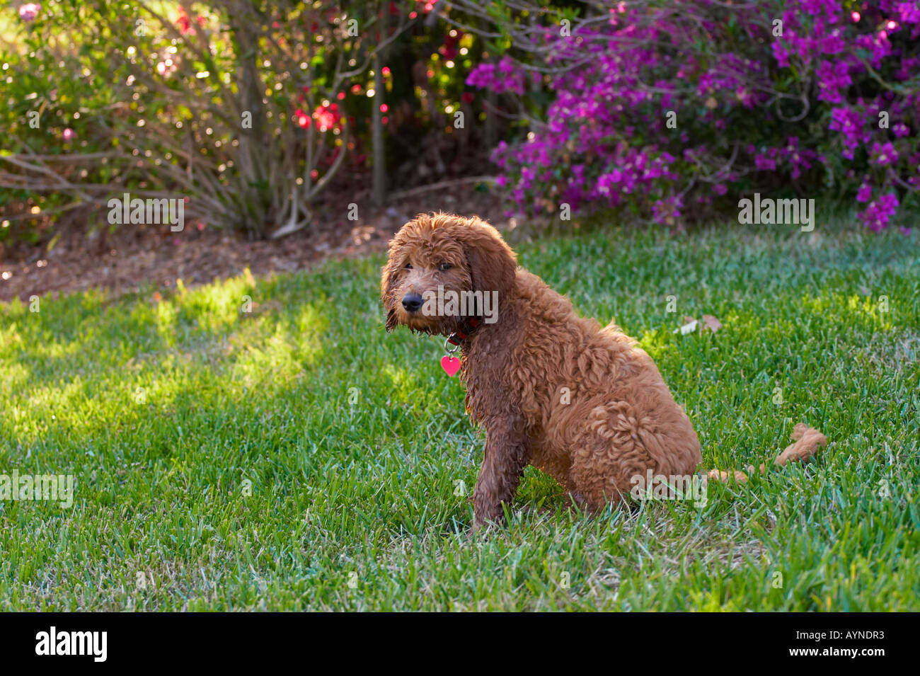 Golden Doodle Hund Welpe Hunde Rasen Apportierhund Pudel lockiges Haar