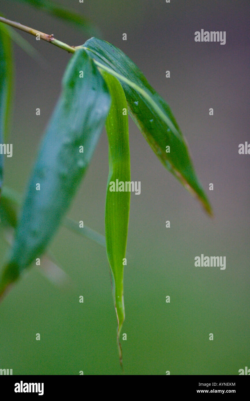 POACEAE Phyllostachys Vivax Aureocaulis Stockfoto