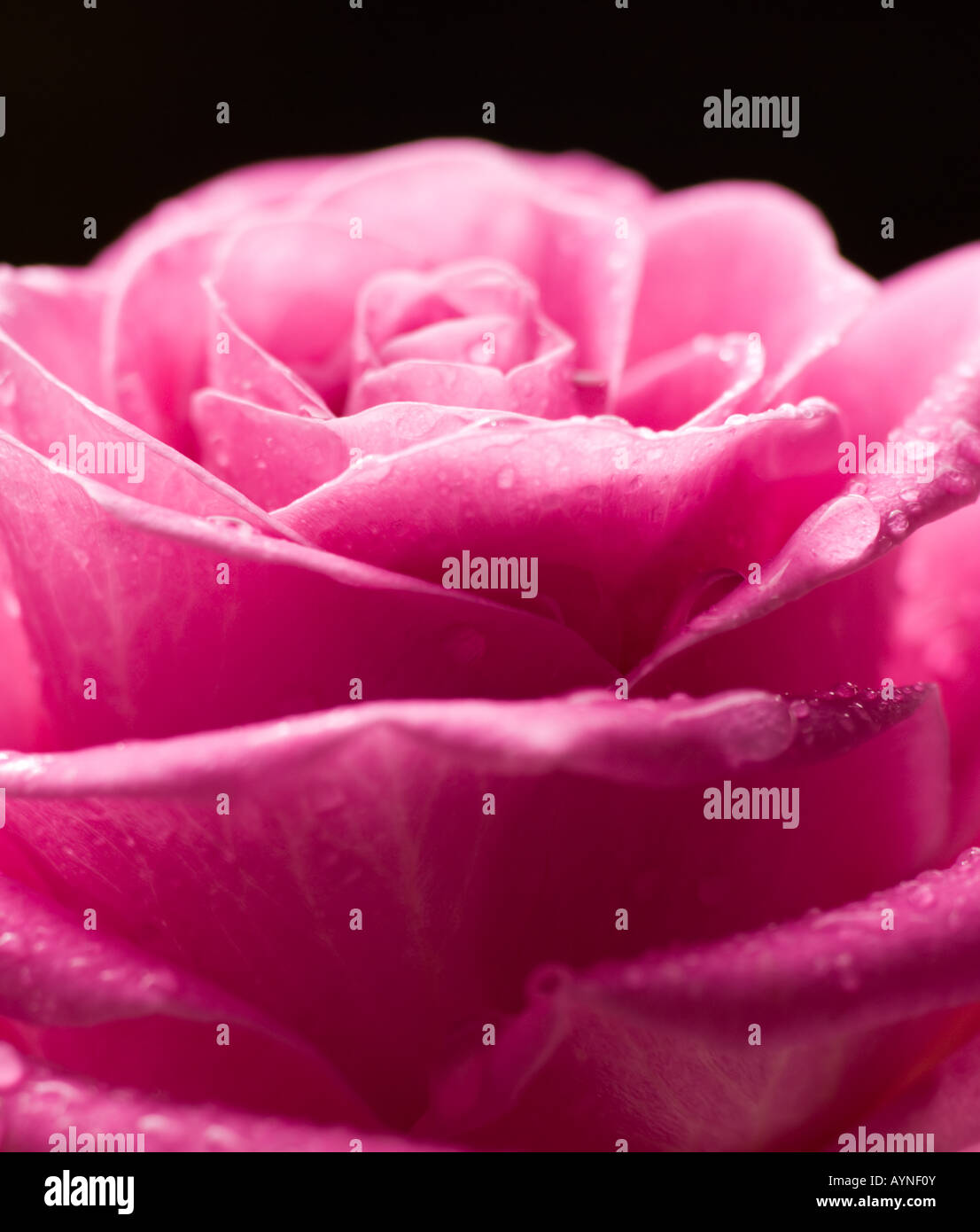 Rosa Rose mit Wassertropfen auf schwarzem Hintergrund. Stockfoto