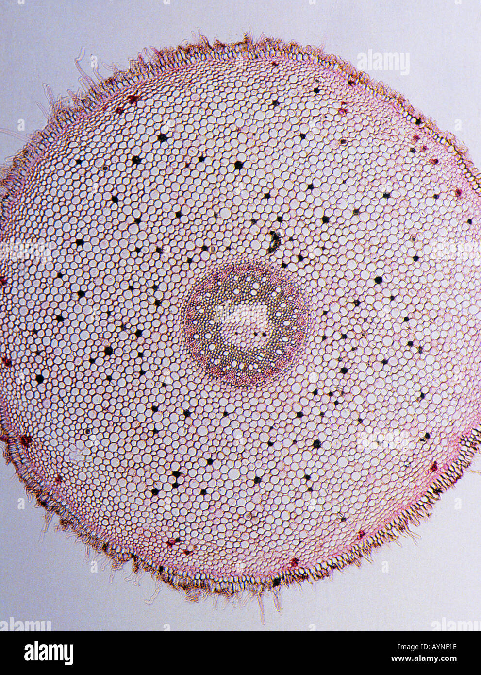 Nahaufnahme des Querschnitts der Pflanzenstängel durch Mikroskop Stockfoto