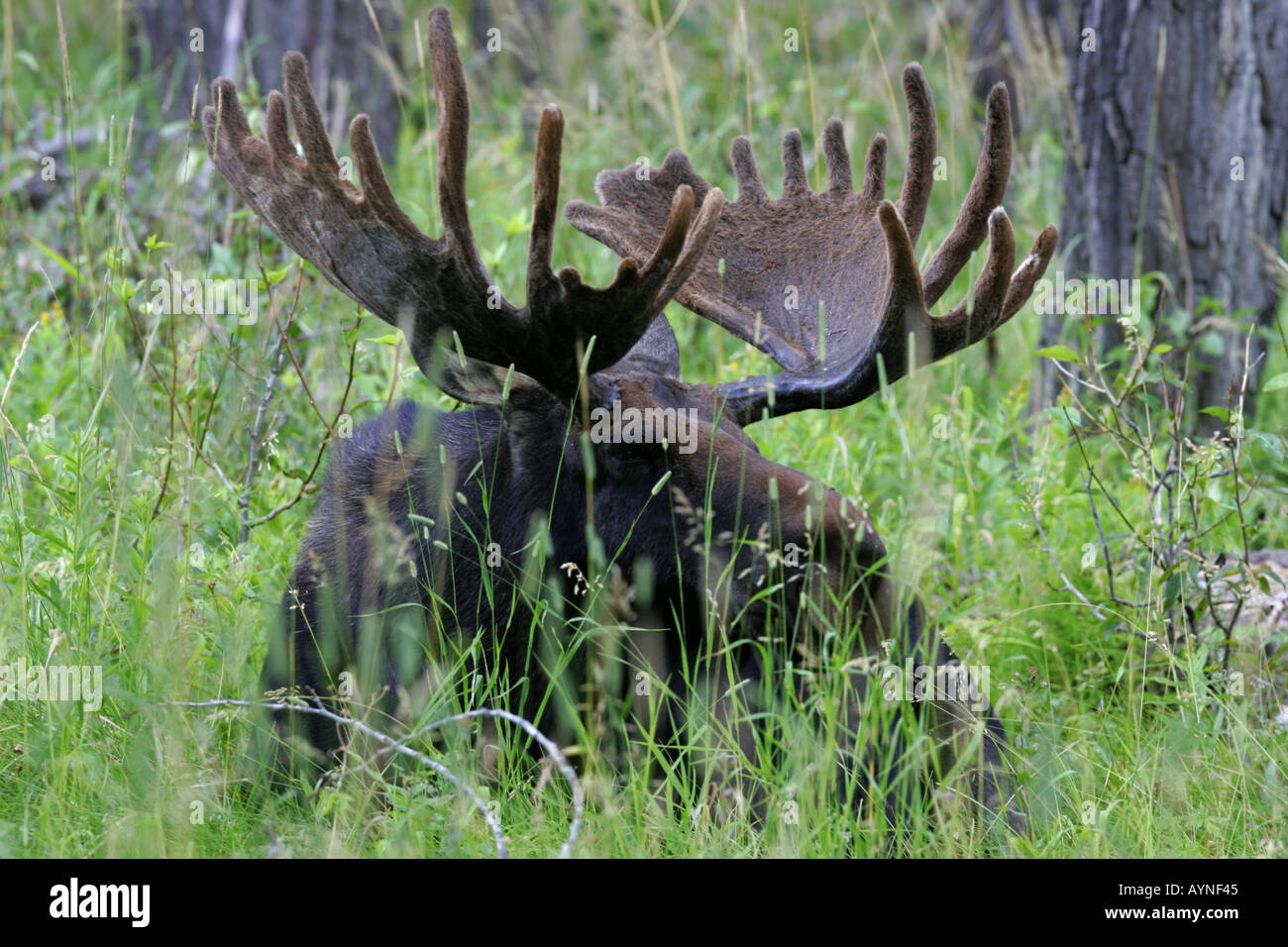 Bull Moose in Samt Stockfoto