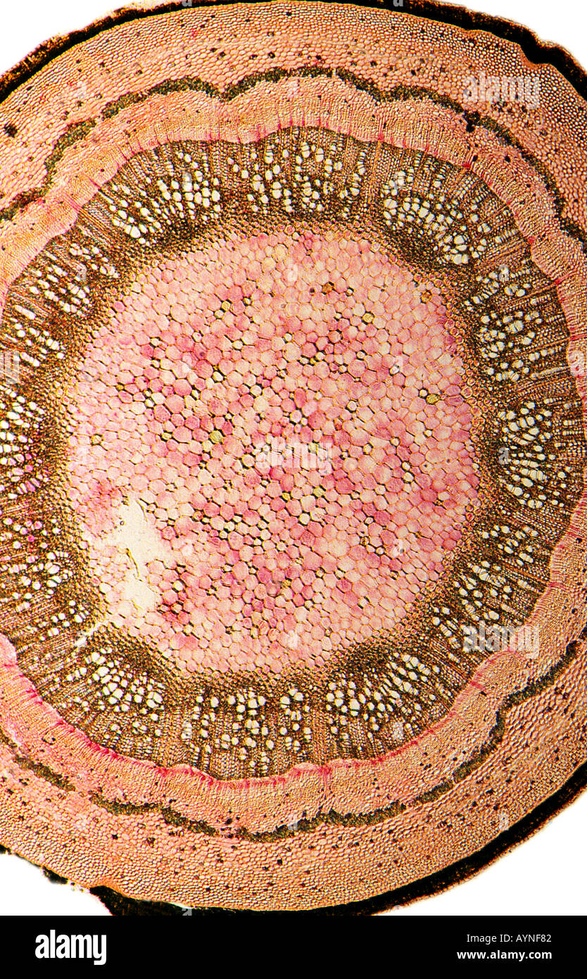 Nahaufnahme des Querschnitts der Pflanzenstängel durch Mikroskop Stockfoto