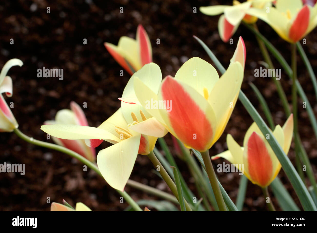 TULIPA TINKA Stockfoto