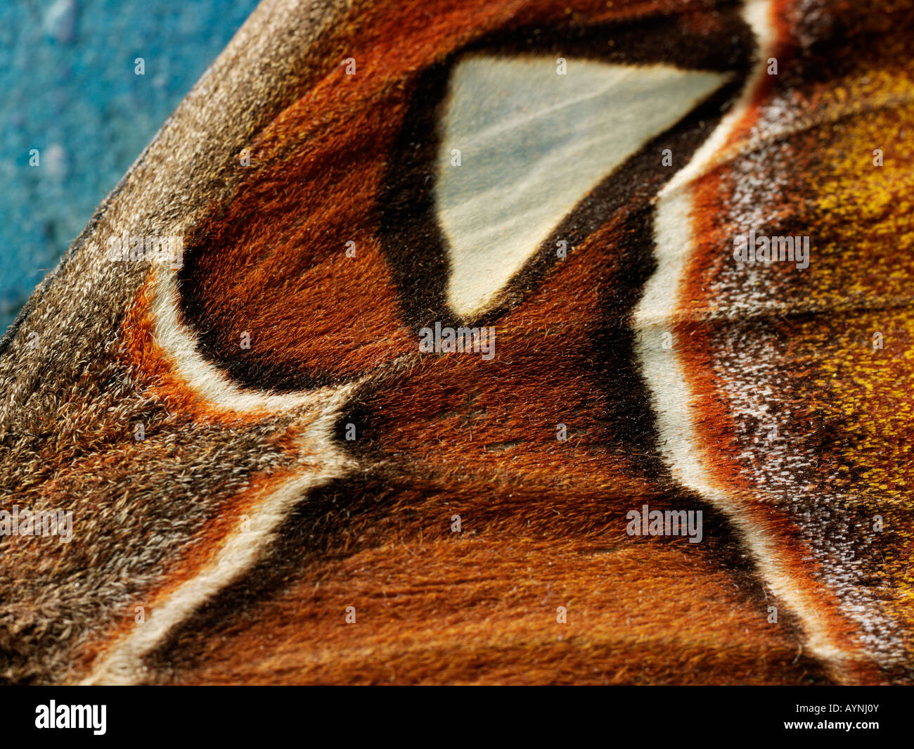Extreme Nahaufnahme der Muster eines Flügels Motten Stockfoto