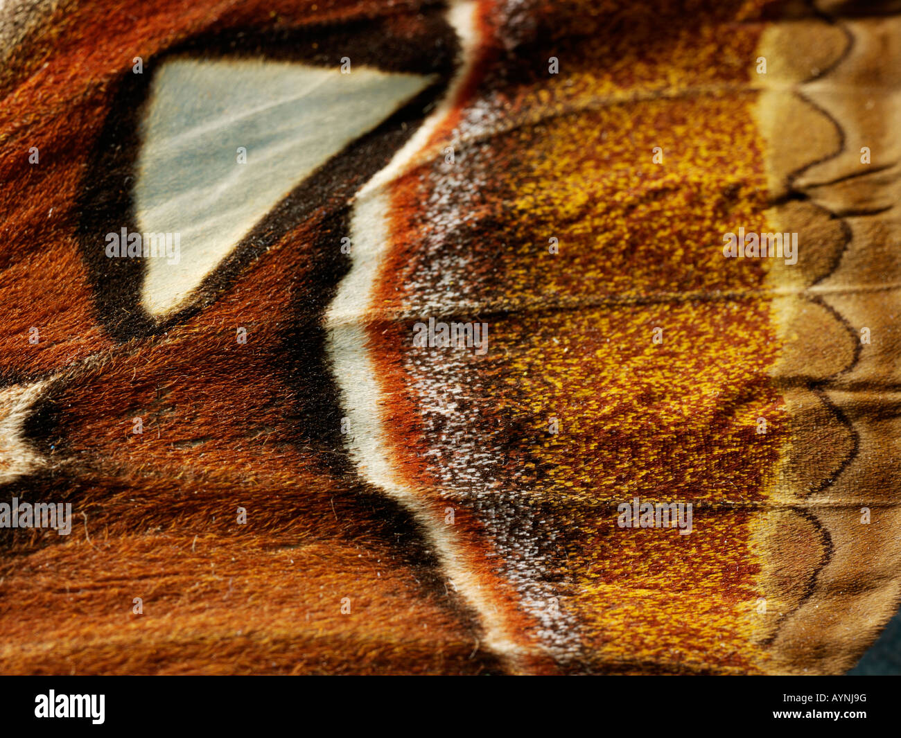 Extreme Nahaufnahme der Muster eines Flügels Motten Stockfoto