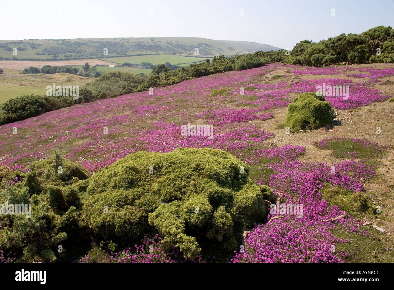 Blühende Heide auf Headon Warren Alum Bay Totland Isle of Wight Stockfoto