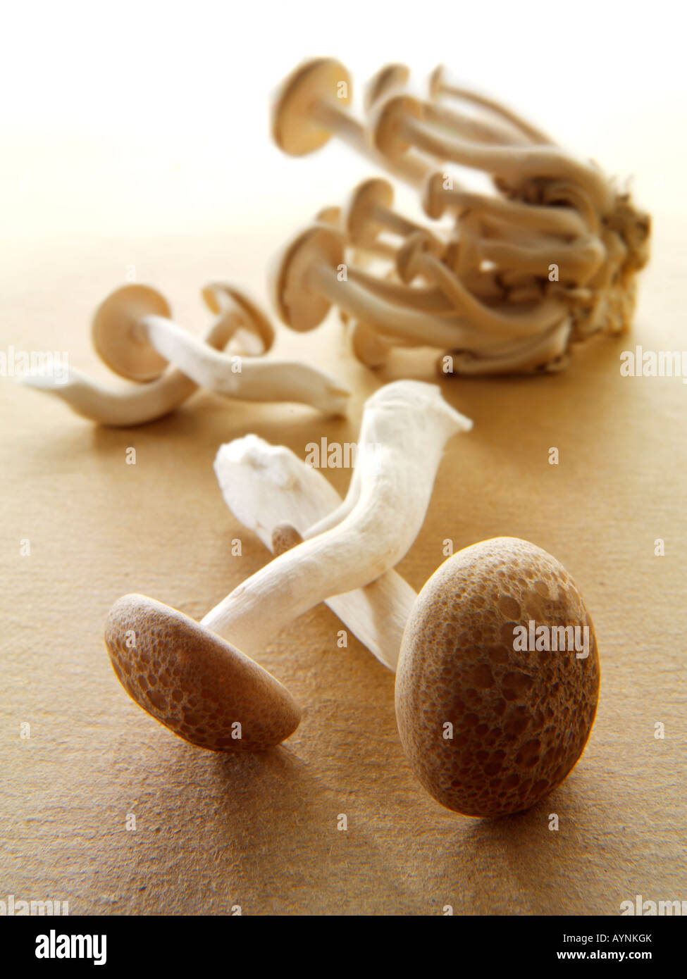 Rohe frische Hon Shimeji Pilze Stockfoto