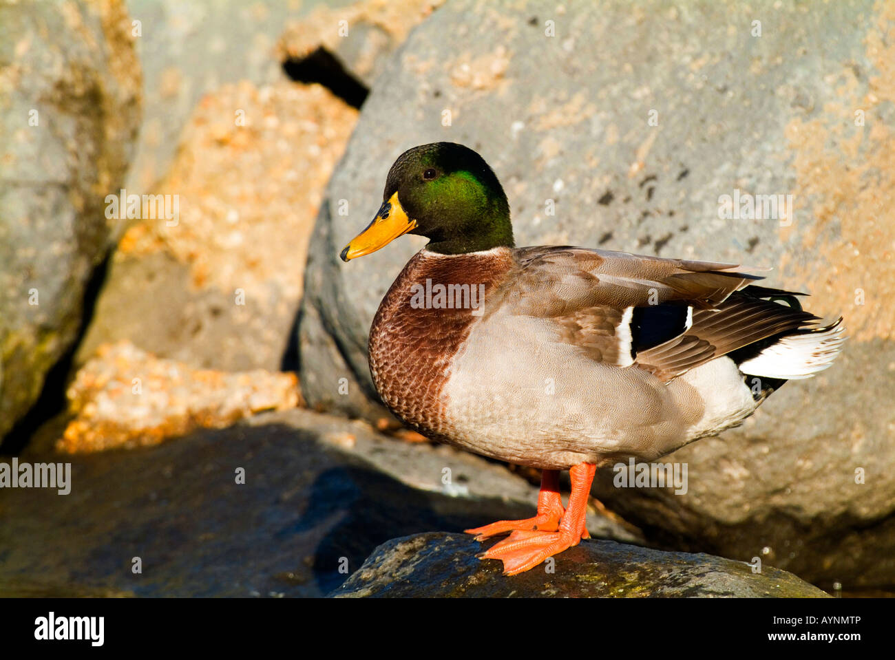 Mallard Duck männlichen Anas Platyrhynchos in der BRACCIANO See Italiens Stockfoto