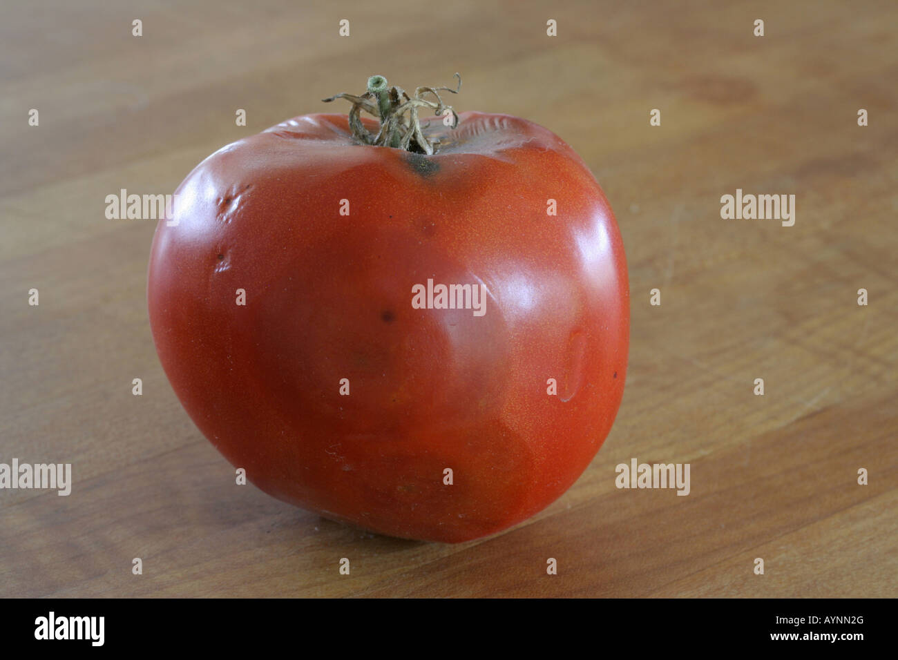 Eine Fäulnis Tomate Stockfoto