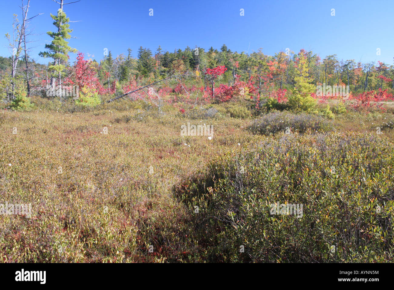 Ungestörte Neuengland Moor, Hawley, Massachusetts. Stockfoto