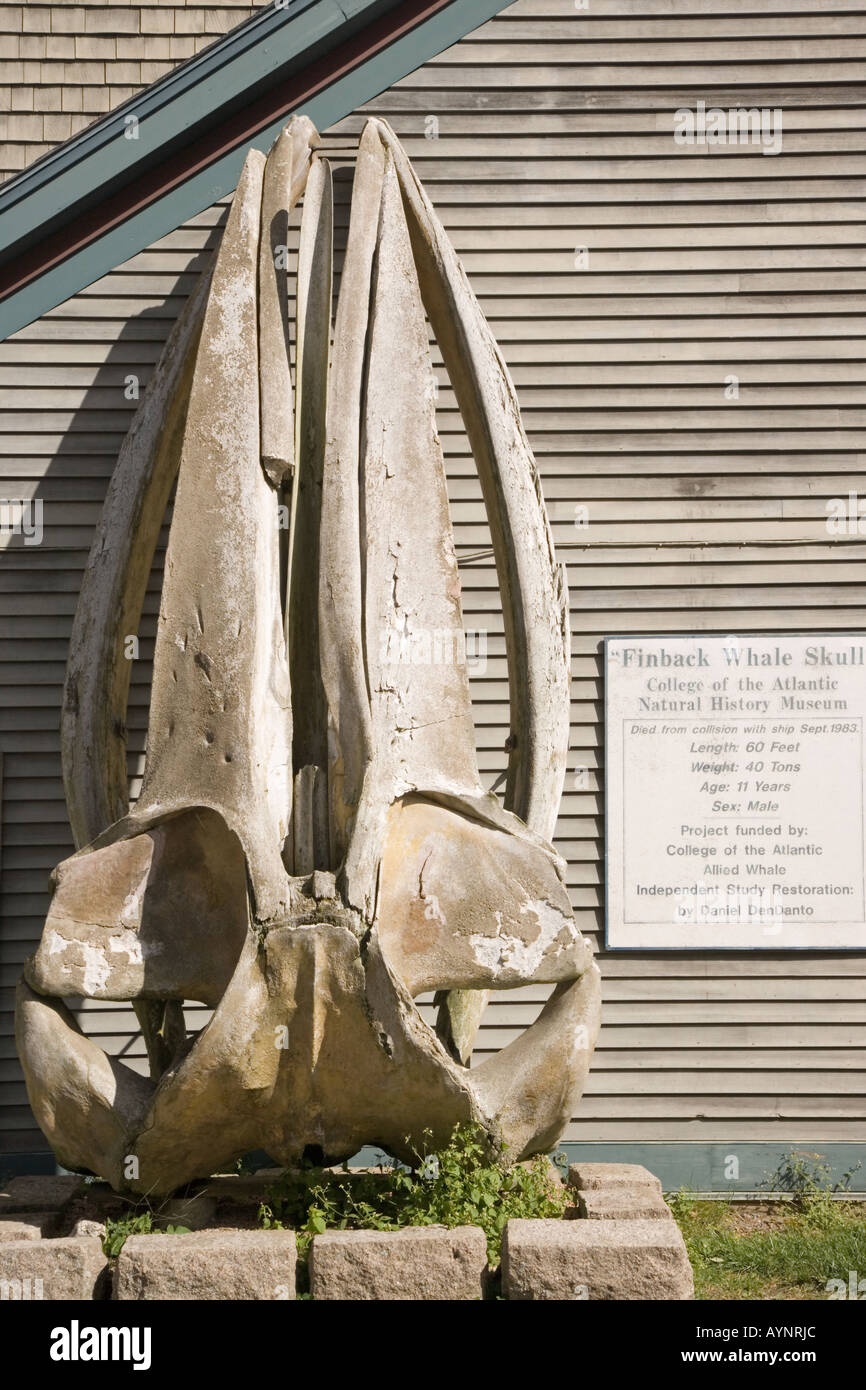 Finnwale Wal Schädel an der Hochschule des Atlantiks in Bar Harbor, Maine Stockfoto