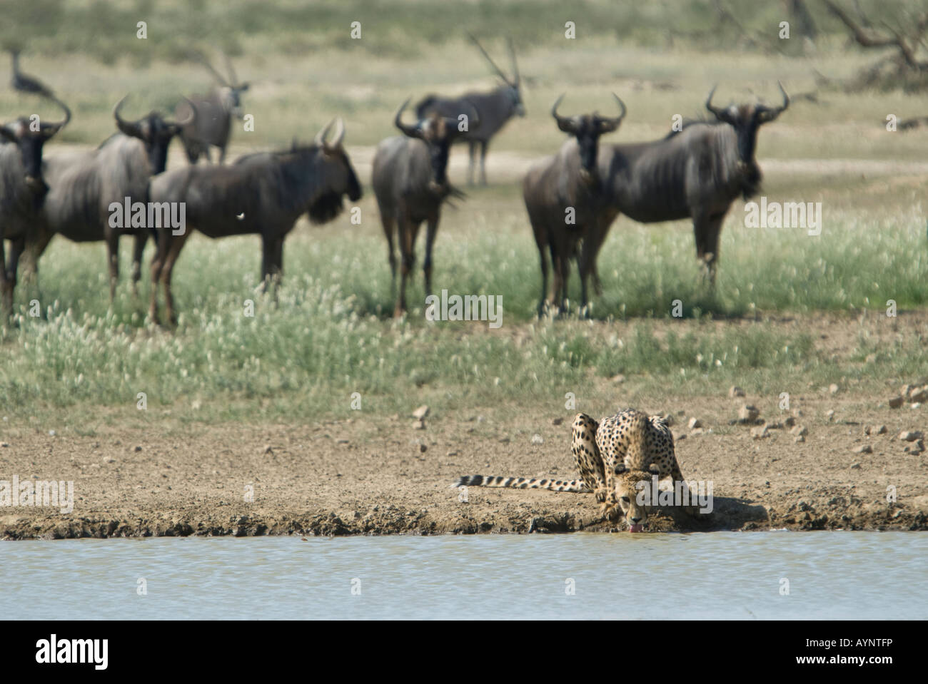 Ein Gepard aus in die Kalahari Halbwüste während eine Herde Gnus Blick auf ein Wasserloch zu trinken. Stockfoto