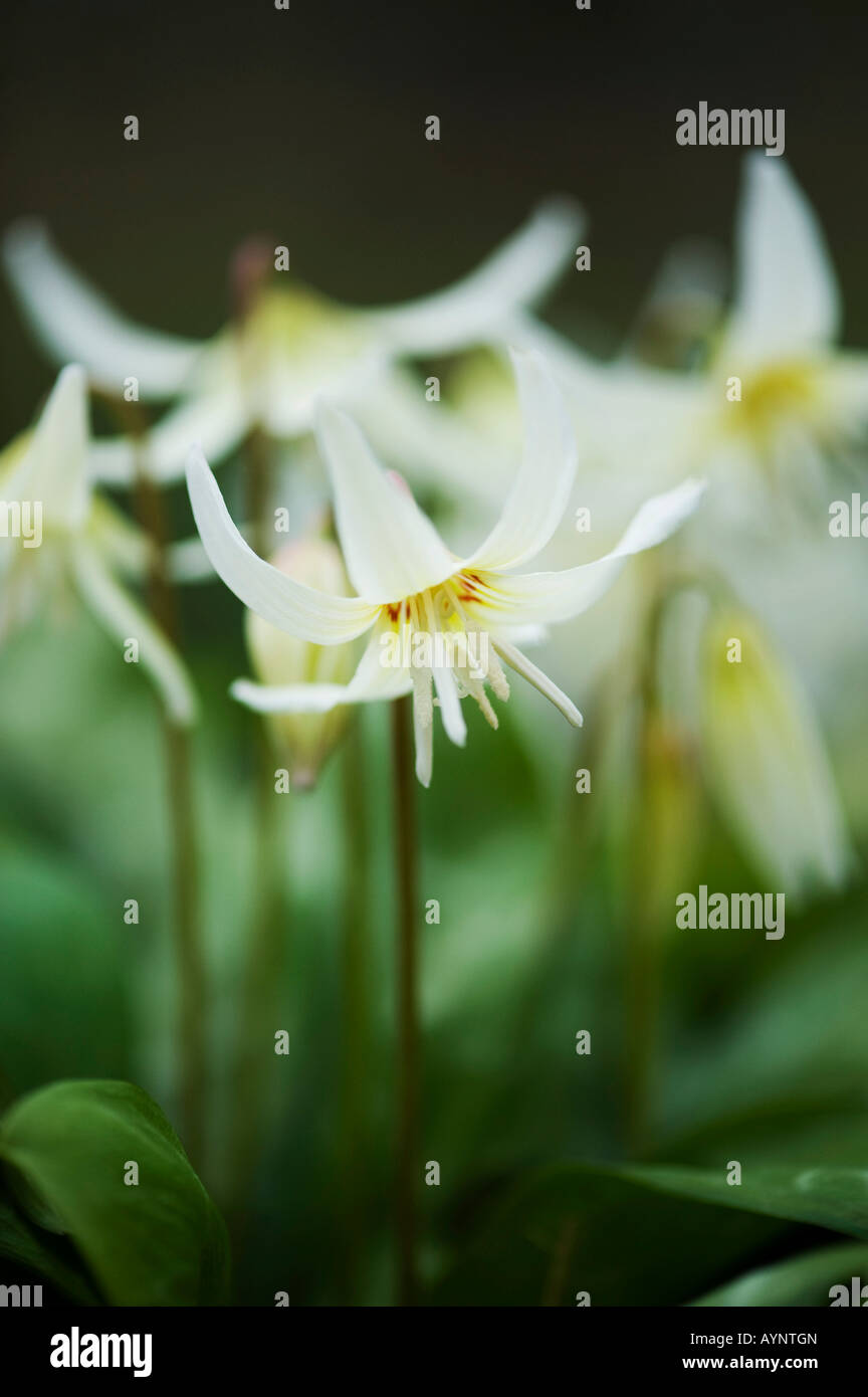 Erythronium Californicum weiße Schönheit. Fawn Lily 'White Beauty'. Evenley Holz Gärten, Northamptonshire, England Stockfoto