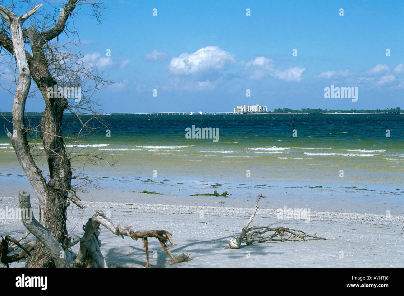 Der Strandläufer aufgegeben haben den Strand, das Treibholz, das wirft Schatten auf den Sanden von Bowman s Strand auf Sanibel Island übersehen von den Wolkenkratzern auf dem Festland am Ende des causeway Stockfoto