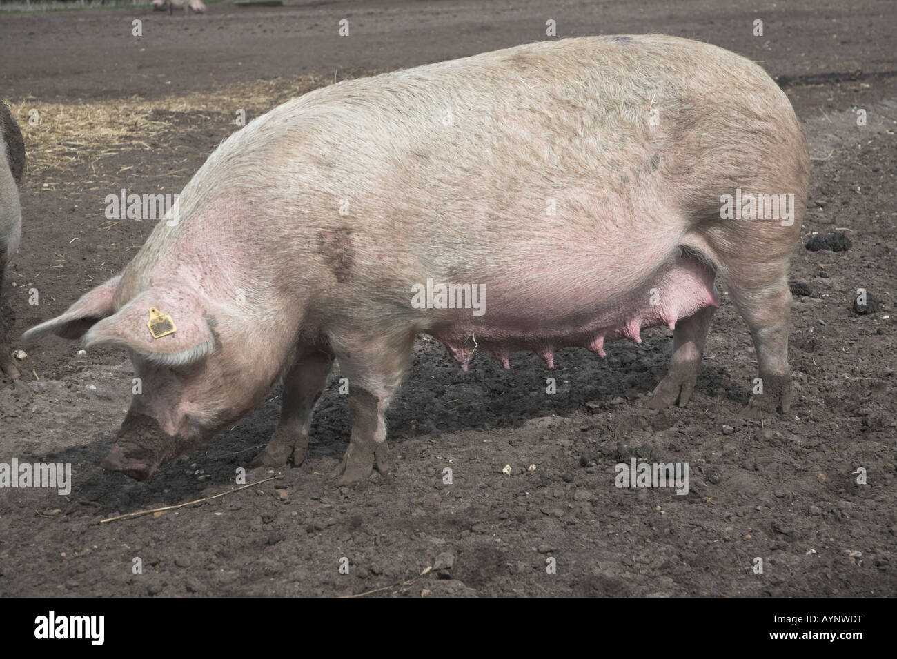 Zitzen der sau -Fotos und -Bildmaterial in hoher Auflösung – Alamy
