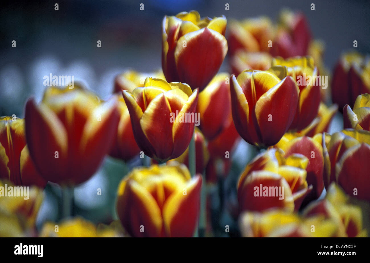 Verrotten Branchentelefonbuch Tulpen Stockfoto