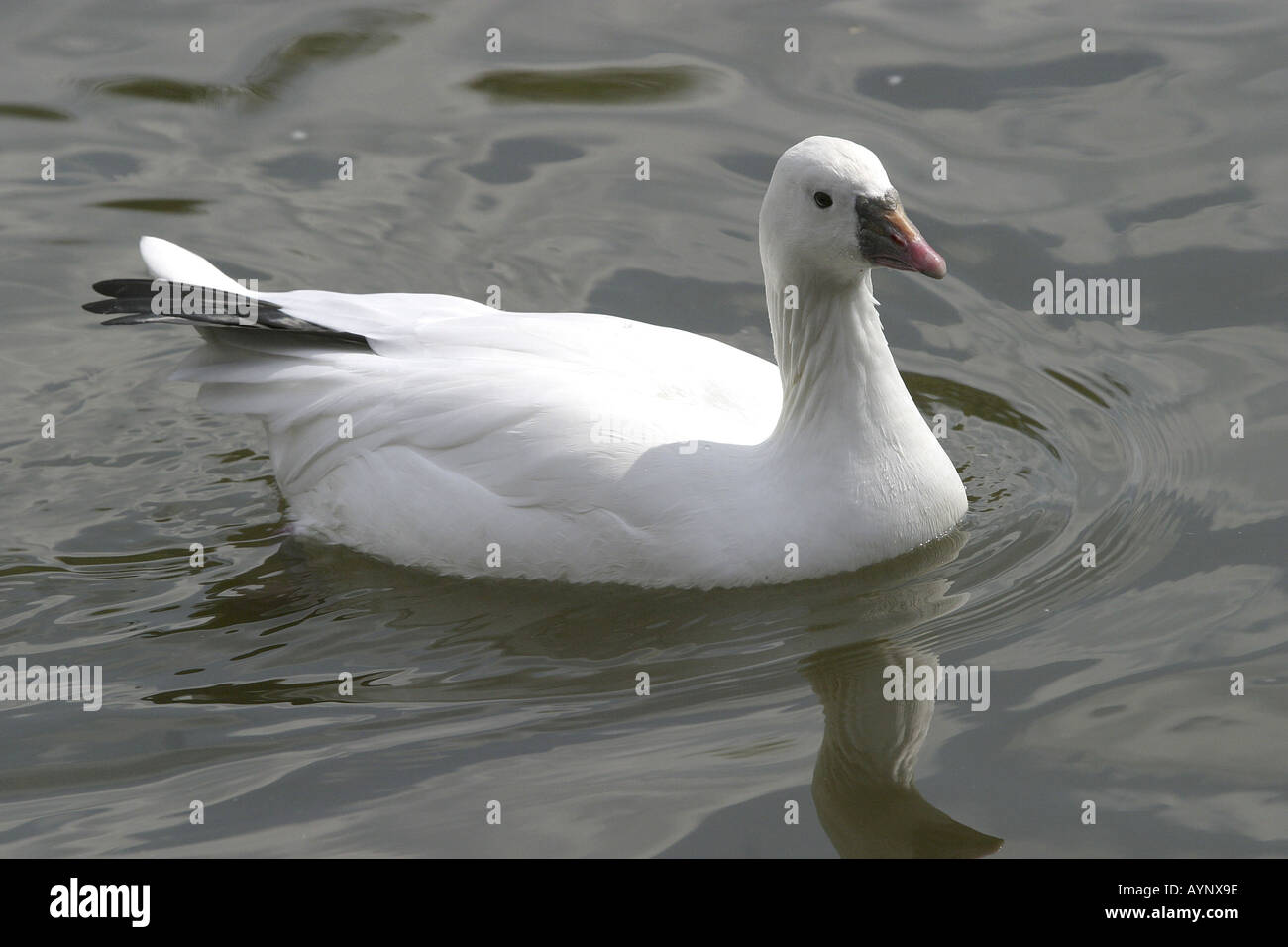 Ente Im Green Park in London Stockfoto