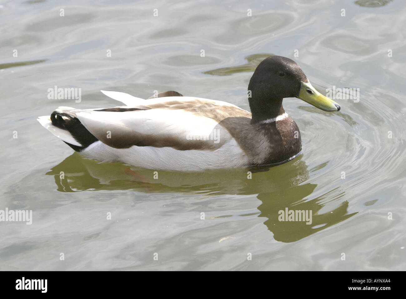 Stockente Im Green Park in London Stockfoto