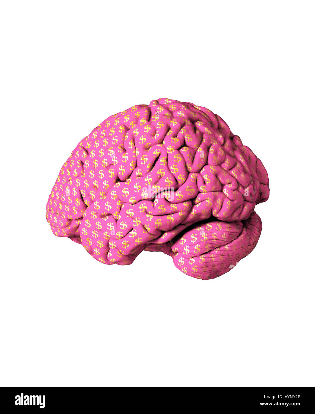 Dollar $ Gehirn American USA Geld rosa dachte Ideen Kreativität kreative zerebralen weiblichen rosa Stockfoto