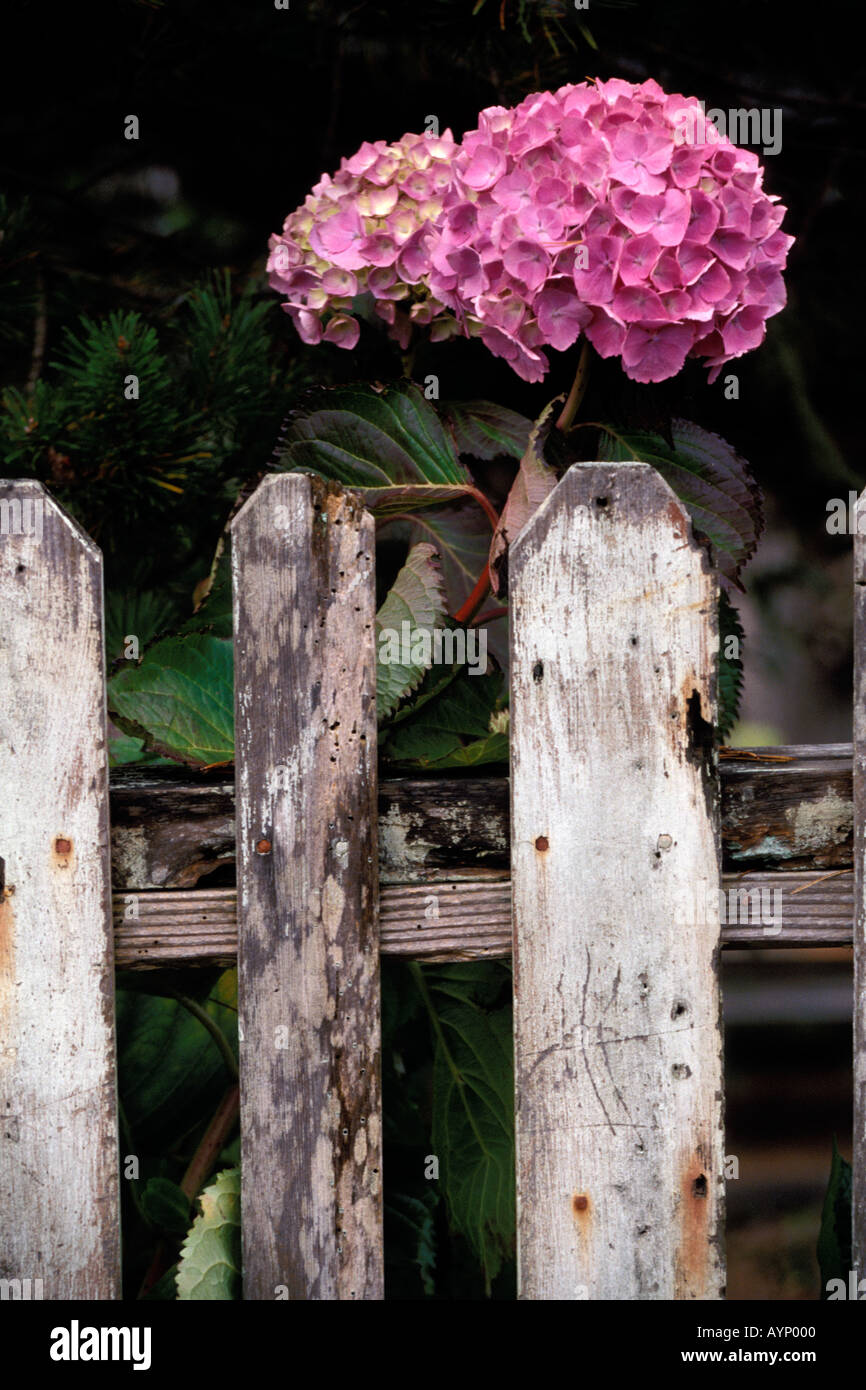 Hortensie Pflanze wächst hinter Peeling bemalten Zaun Stockfoto
