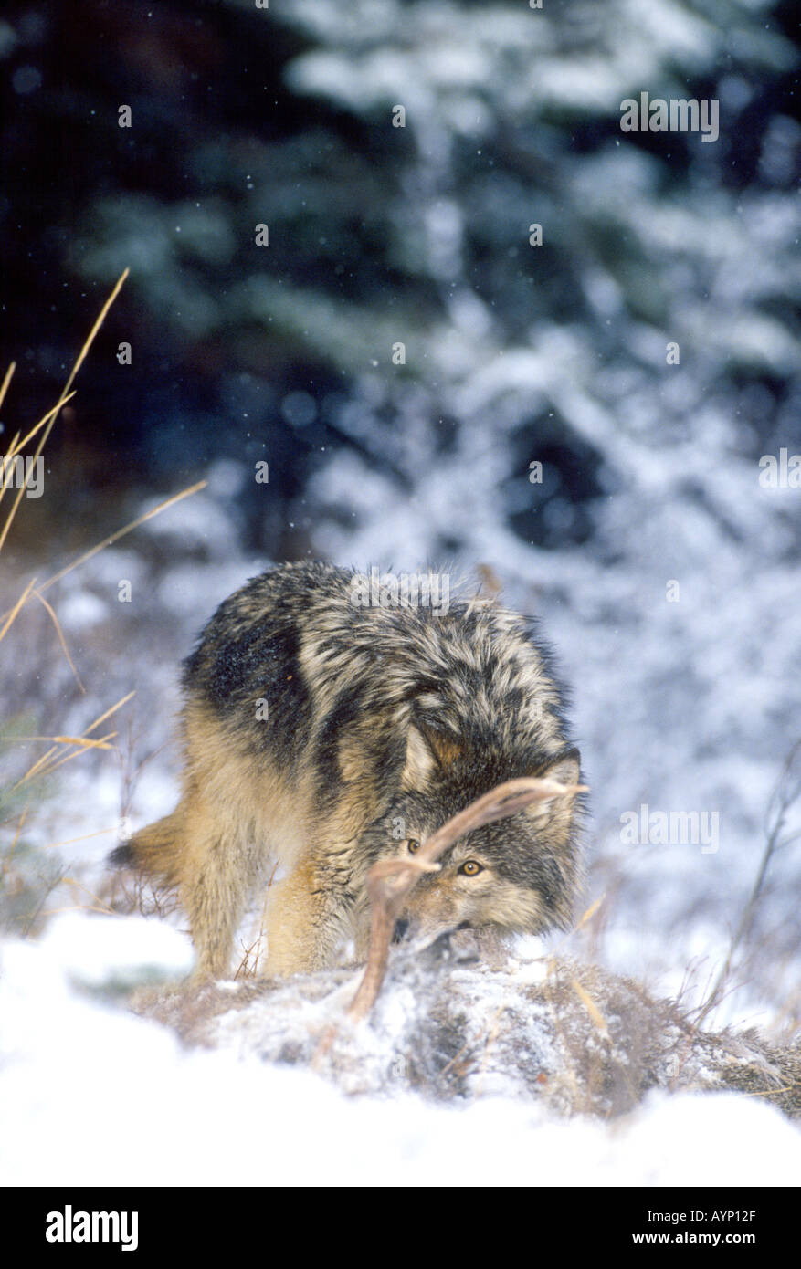 Grauer Wolf auf vordatierte Rehe füttern Stockfoto