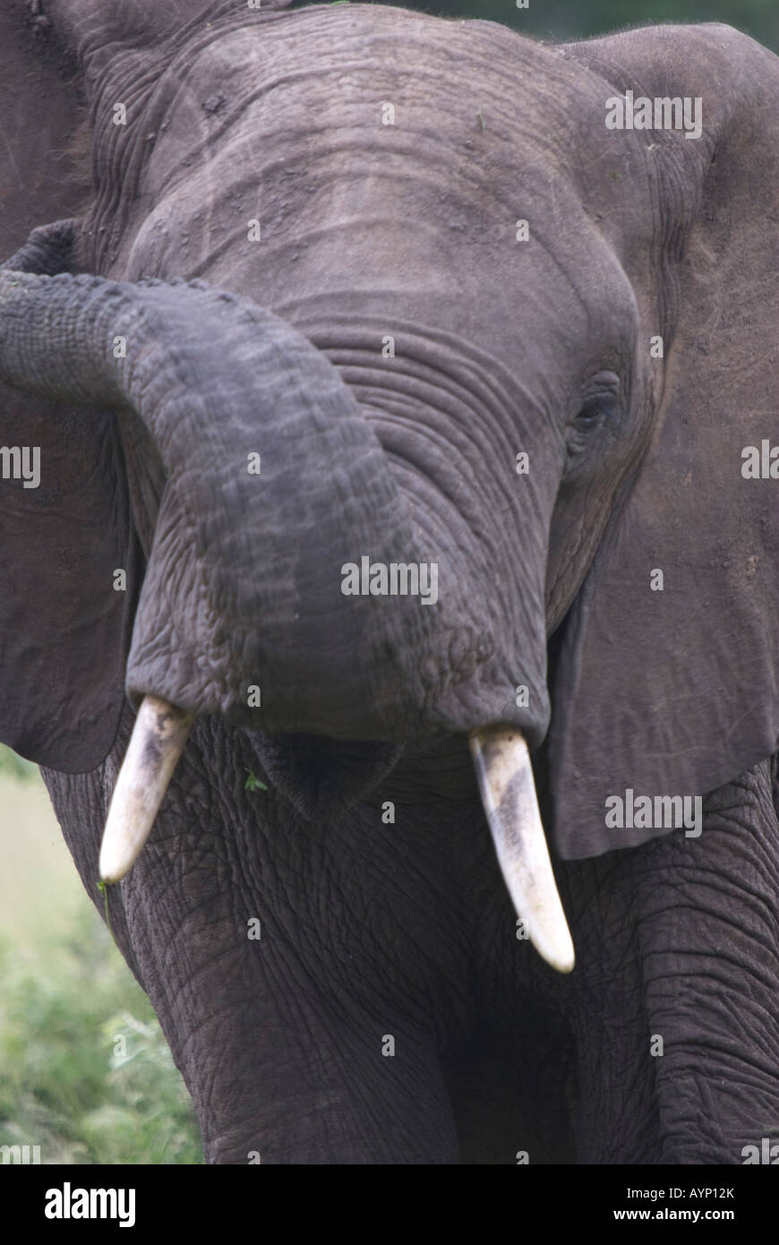 Ein Porträt eines afrikanischen Elefanten mit Stamm angehoben Stockfoto