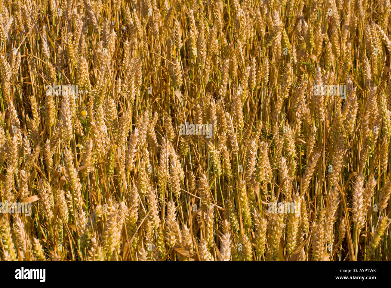 Goldene Ähren in hellem Sonnenlicht North Norfolk England Stockfoto