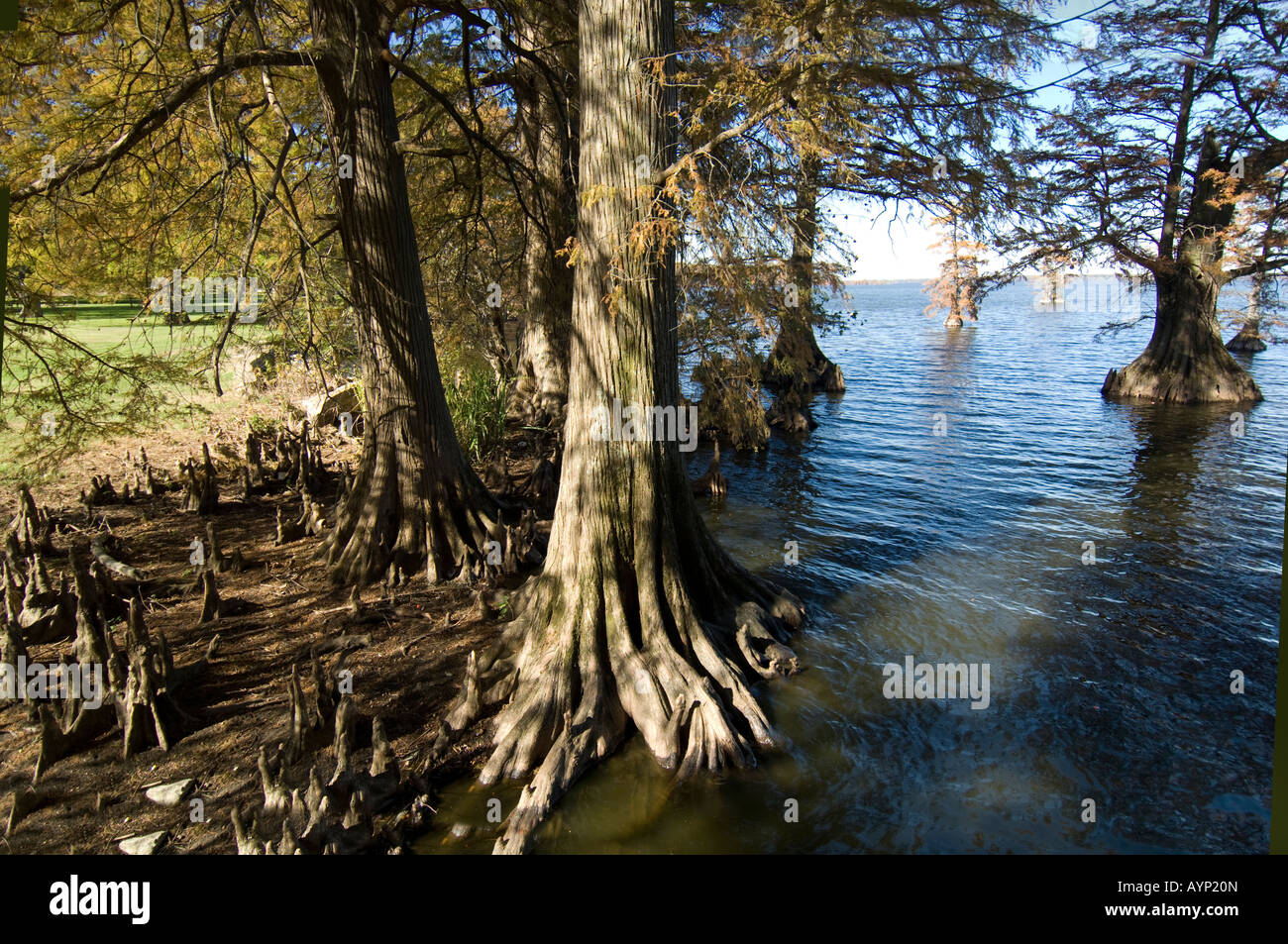 Zypressen in den See am Reelfoot Lake State Park ein 25 000 Hektar großen Jagd und Fischerei bewahren Tiptonville Tennessee Stockfoto