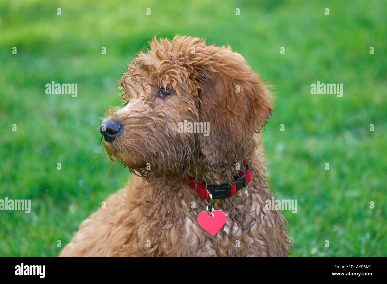 Golden Doodle Retriver Pudel Hund Welpe Hunde fuzzy lockiges Haar Stockfoto