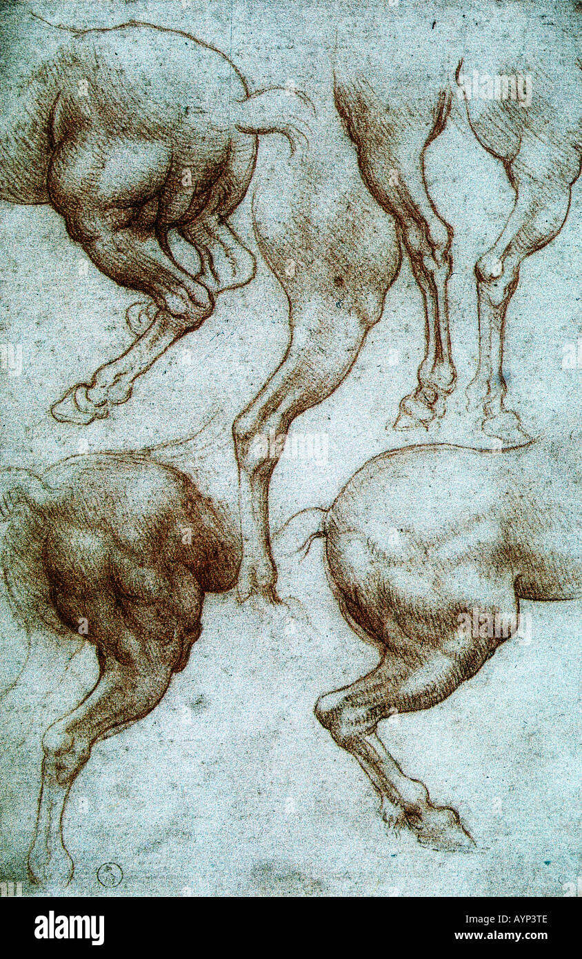 Studie eines Pferdes Hinterbeine ca. 1508 Kreide 215 x 285 mm Stockfoto