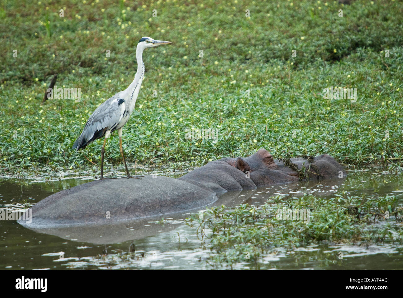 Ein Graureiher Stand am Anfang ein Nilpferd, benutze es als ein Fischerei-Plattform Stockfoto
