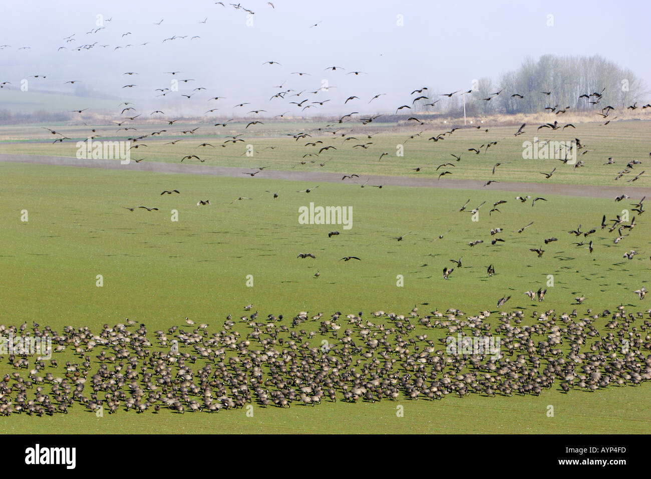 Kanadische Gänse fliegen und Fütterung im Korb Slough Wildlife Refuge in Oregon USA Stockfoto