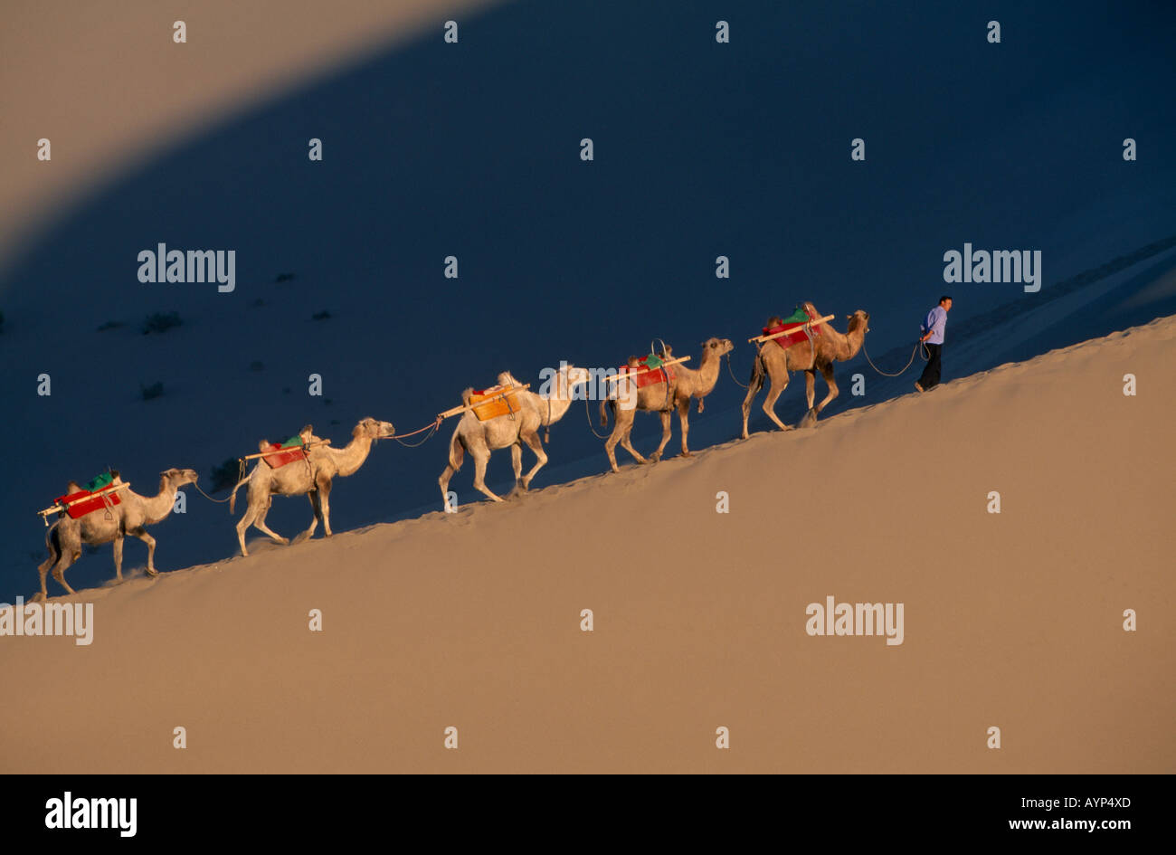 CHINA Gansu Dunhuang Silk Route Mann führt eine Linie von Kamelen auf dem Grat einer einsamen Sanddüne Stockfoto