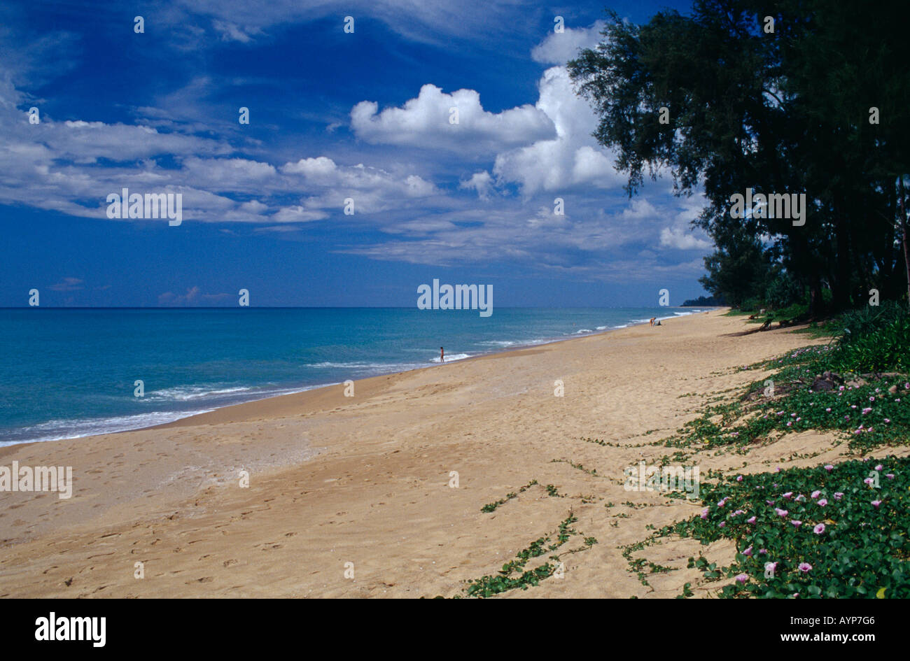 THAILAND Schlaganfallzentrum Asien Phuket Mai Khao Beach View entlang ruhiger Sandstrand umsäumt von Bäumen und Menschen im Meer in der Ferne Stockfoto