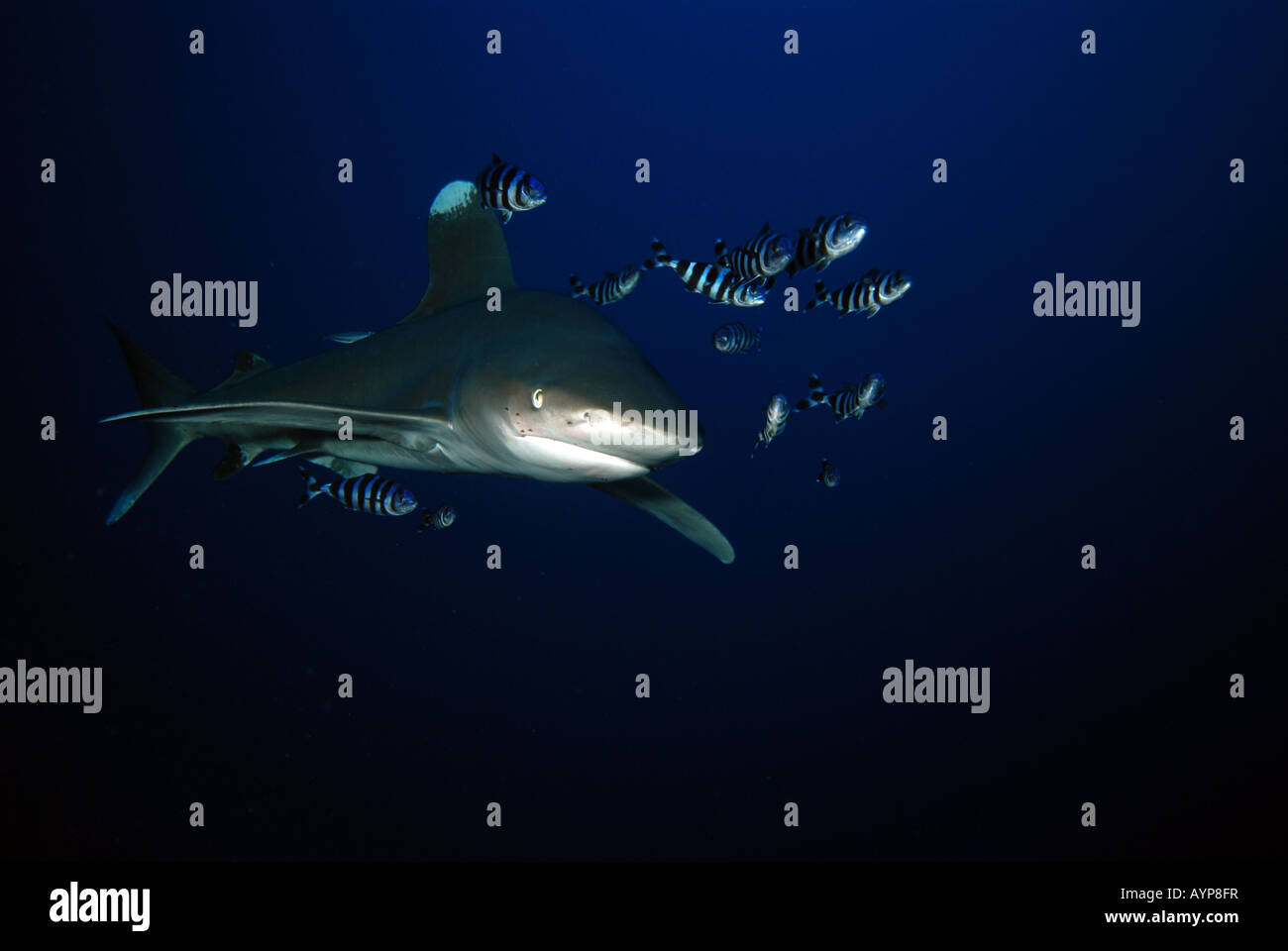Ozeanische Weißspitzen Hai 4, Carcharhinus longimanus Stockfoto