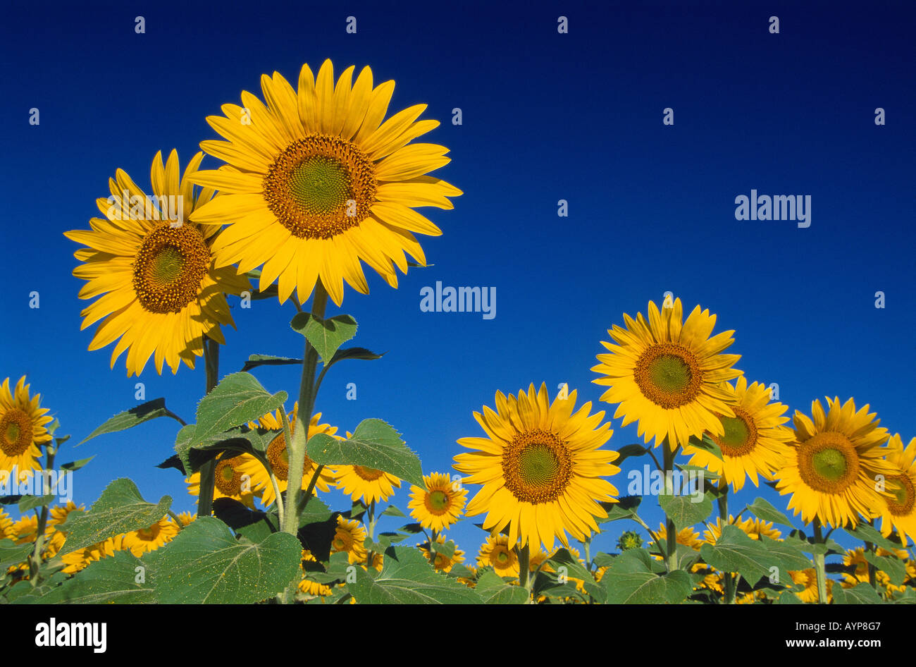 Sonnenblumen vor einem tiefblauen Himmel in der Nähe von Forcalquier Vaucluse Provence Frankreich Stockfoto