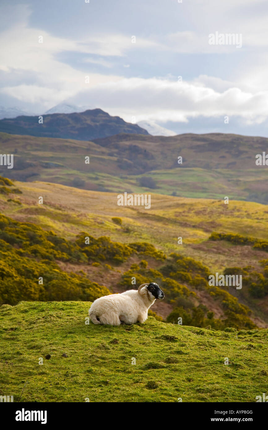 Mauren und Bergen in der Nähe von Oban, Schottland Großbritannien Stockfoto